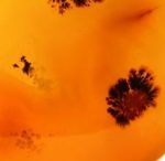 Agate dendritique orange